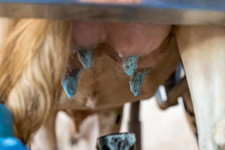 BOUMATIC Hygiène Blue MAX B Clean