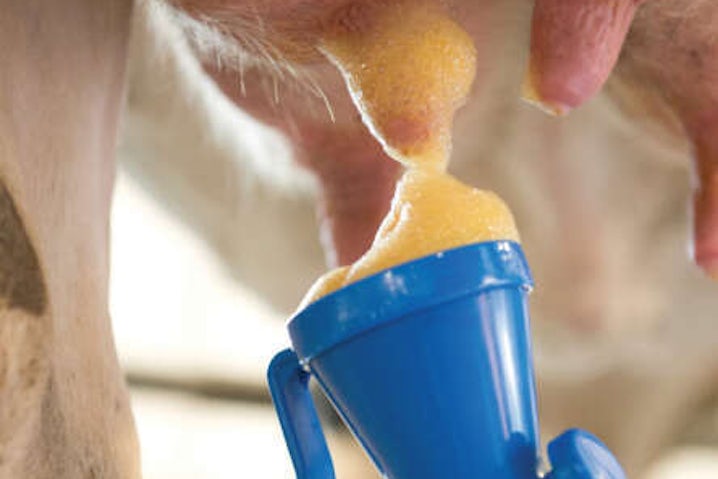 Bou Matic hygiene udder dip square