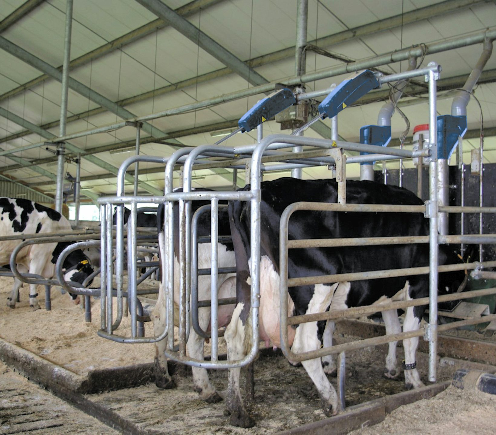 Holstein cows in closing gate FDS3 feeding stations side by side in cow house