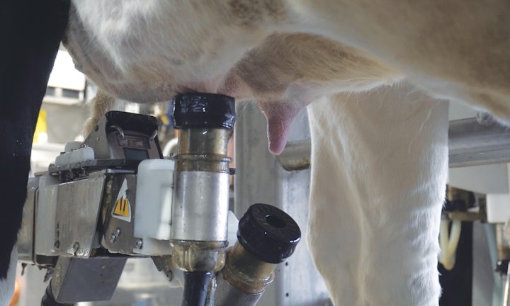 Udder prep